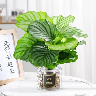 好养观叶绿植 青苹果竹芋水培植物室内客厅水养盆栽办公室桌面四季
