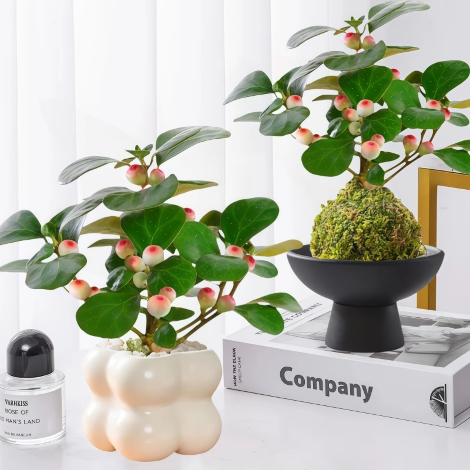 小盼菩提苔藓球懒人绿植带果盆景