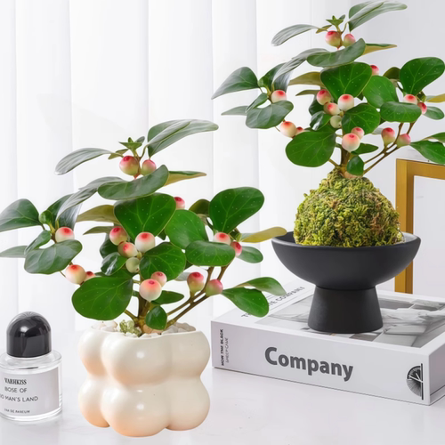 小盼菩提苔藓球懒人绿植带果盆景
