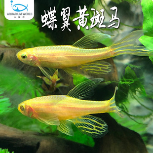 蝶翼黄斑马鱼水族鱼缸观赏鱼热带鱼淡水新手鱼草缸群游鱼天使鱼