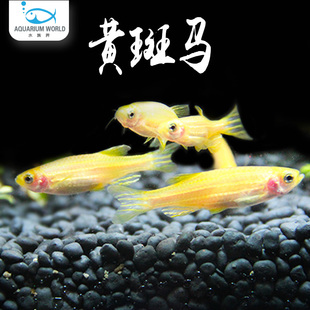 黄斑马鱼小型热带鱼观赏鱼活体好养红绿灯蝶翼斑马淡水金鱼神仙