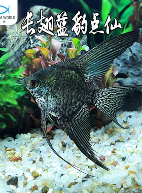 长翅蓝豹点神仙鱼水族鱼缸观赏鱼热带鱼淡水白神仙灯科鱼清道夫