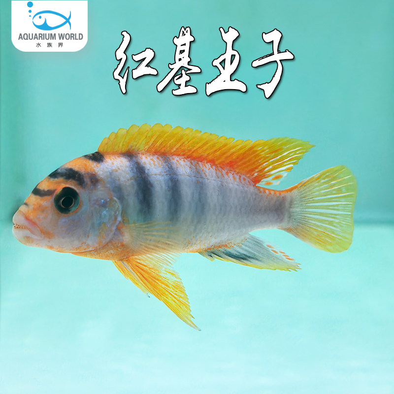 红基王子三湖慈鲷鱼淡水鱼