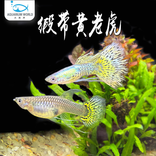 缎带黄老虎孔雀鱼淡水