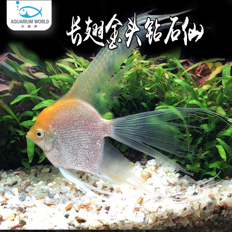 长翅金头钻石神仙鱼红蓝魔鬼秘鲁埃及燕鱼金仙热带观赏鱼活体好养