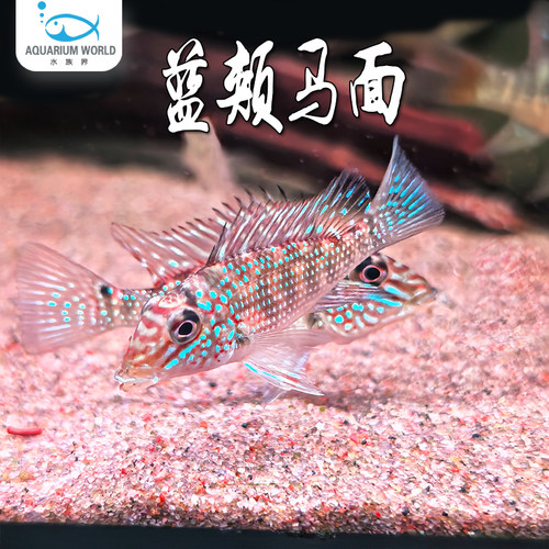 蓝颊马面食土鲷清洁鱼过滤底砂