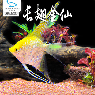 长翅金仙神仙鱼水族鱼缸观赏鱼热带鱼埃及神仙鱼淡水灯科鱼清道夫