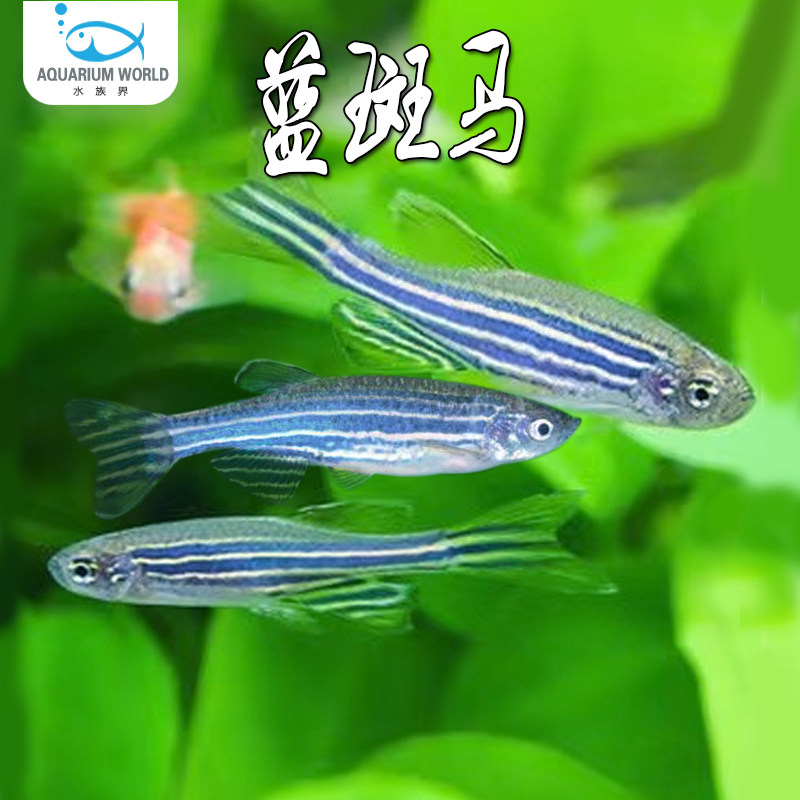 蓝斑马鱼水族鱼缸观赏鱼小型热带鱼草缸群游鱼新手鱼活体淡水灯鱼,宠物/宠物食品及用品,鱼,淘宝优惠券,粉丝福利购,淘宝优惠卷