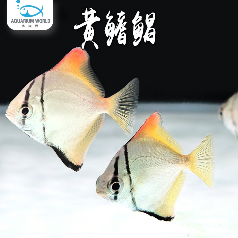黄鳍鲳热带观赏鱼群游鱼活体淡水鱼蝙蝠鱼大眼鲳混养龙鱼七彩神仙