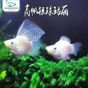 高帆银球玛丽胎生鱼金银黑皮球热带观赏鱼米奇鱼孕母鱼活体好养