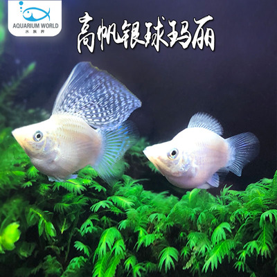 高帆银球玛丽热带鱼直接生小鱼