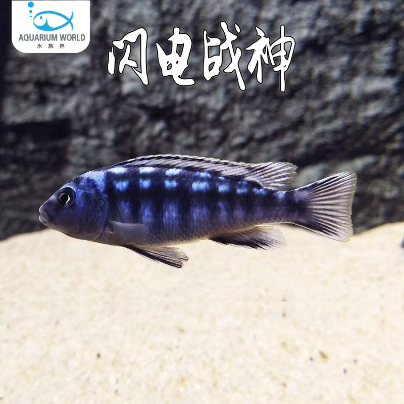 闪电战神三湖慈鲷鱼马鲷非洲王子活体淡水中小型耐养热带鱼观赏鱼