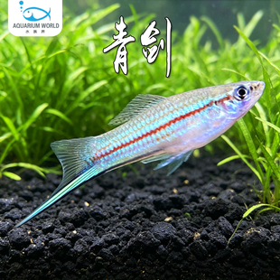 青剑原生剑尾鱼淡水新手鱼温和红箭朱砂剑红白剑生小鱼黑尾大勾
