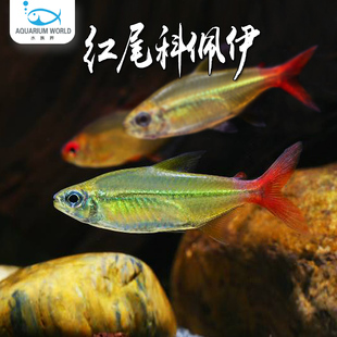 红尾科佩伊热带柠檬宝莲灯观赏鱼新手草缸群游鱼高端灯科鱼淡水鱼