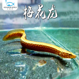 梅花龙鱼原生淡水鱼中华刺鳅鱼苗观赏鱼冷水活体大型刀鳅鱼溪流鱼