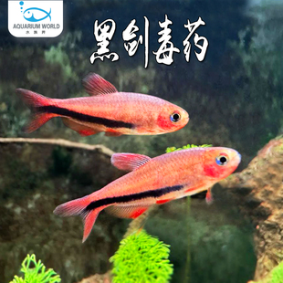 黑剑毒药灯鱼观赏鱼热带淡水鱼群游鱼红尾银钩蓝国王灯米奇玛丽鱼