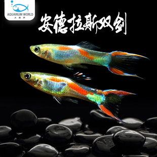 安德拉斯双剑孔雀鱼胎生鱼热带淡水鱼米奇玛丽巴西生小鱼新手鱼