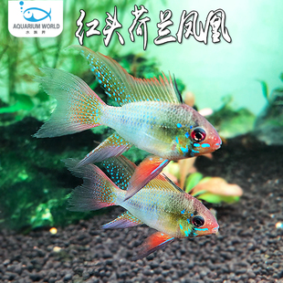 红头荷兰凤凰短鲷鱼热带鱼淡水金波子蓝波子迷你鹦鹉黑钻凤凰鱼