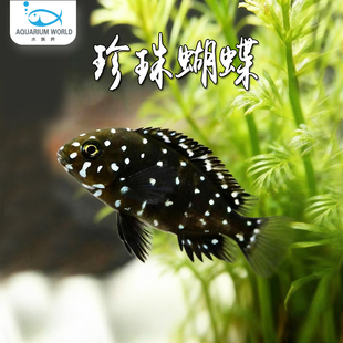 珍珠蝴蝶鱼三湖慈鲷坦鲷蓝面黑白蝴蝶慈鲷鱼类观赏热带鱼闪电战神