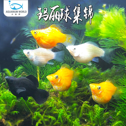 玛丽球鱼胎生鱼可混养可接生小鱼