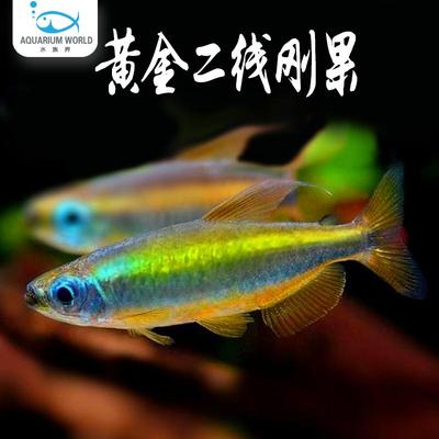 黄金二线刚果灯鱼群游草缸