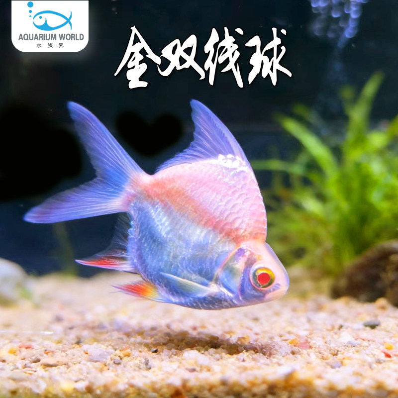 金双线球元宝鲫泰国进口热带淡水金银双线侧高身隆背群游鱼龙鱼