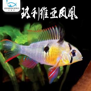 玻利维亚凤凰鱼观赏鱼红肚凤凰荷兰凤凰热带鱼淡水活体鱼慈鲷鱼