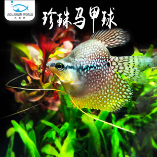 珍珠马甲球鱼曼龙鱼水族热带观赏鱼神仙鱼接吻鱼等活体淡水鱼好养