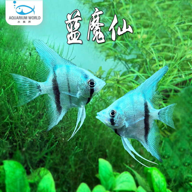 蓝魔仙神仙鱼热带淡水鱼