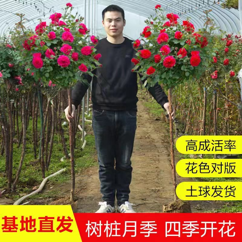 树桩月季特大花多色庭院高杆