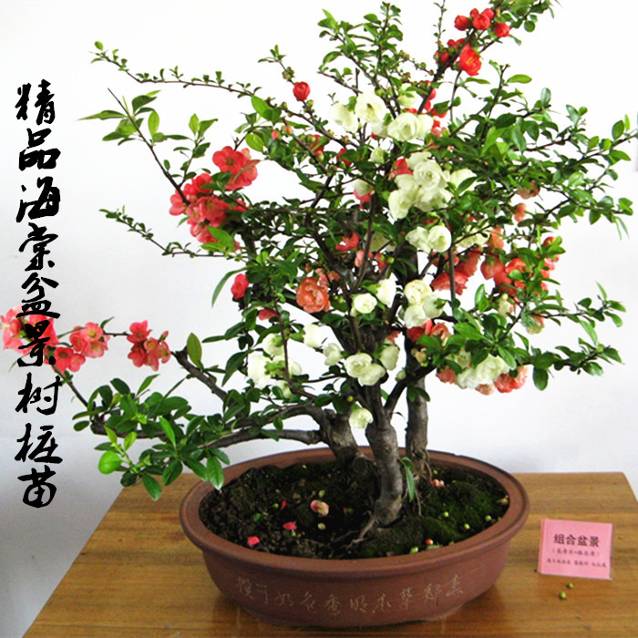 重瓣海棠花苗新款书房花卉盆栽树苗盆景老桩室内观花绿植庭院植物图片