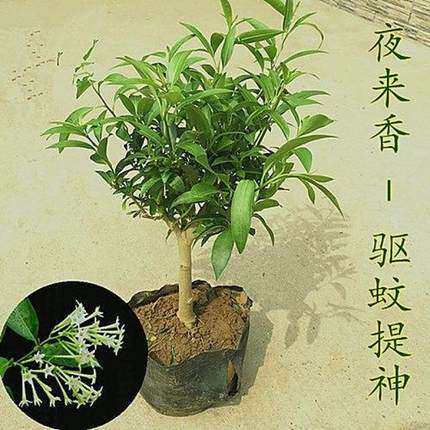 夜来香盆栽浓郁树苗阳台绿枝茵