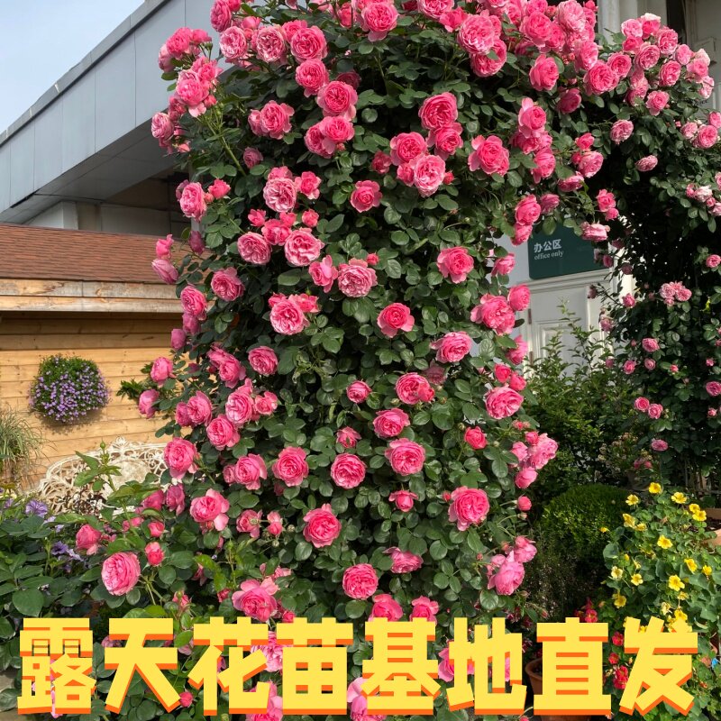 藤本月季 樱霞 罗衣 藤冰山 舍农索城堡的女人 庭院爬藤四季开花