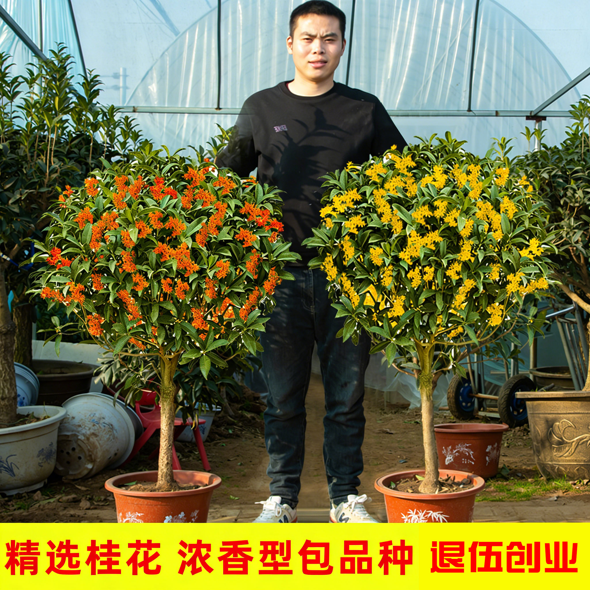 桂花树苗盆栽庭院矮株金桂八月四季地栽浓香型花卉绿植物大桂花树图片