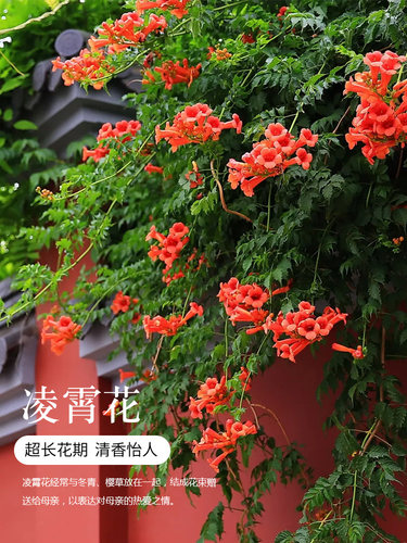 耐寒庭院凌霄花苗绿植