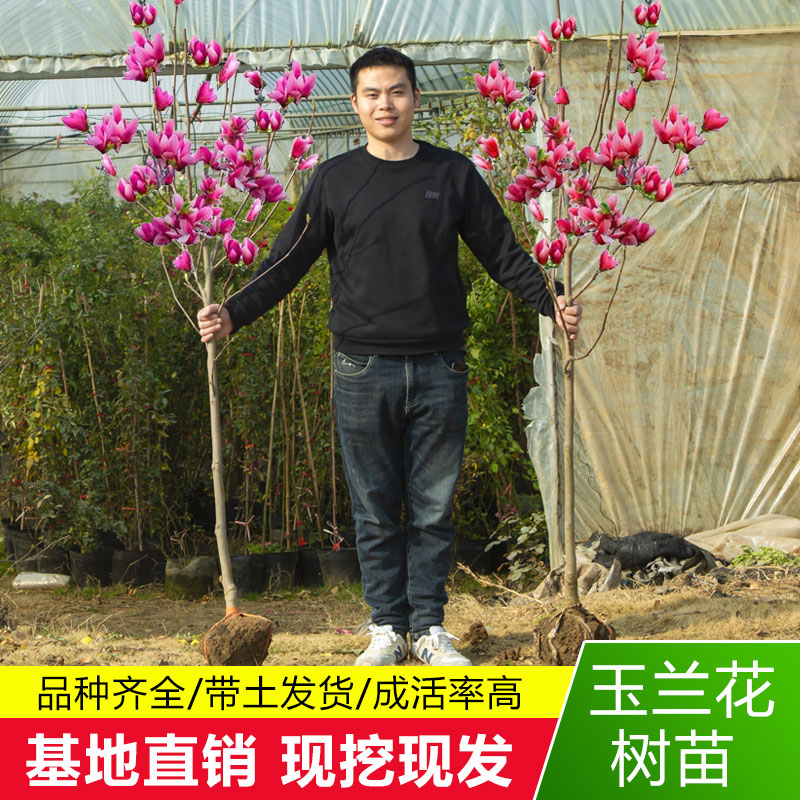 绿枝茵紫玉兰玉兰树庭院春季美观