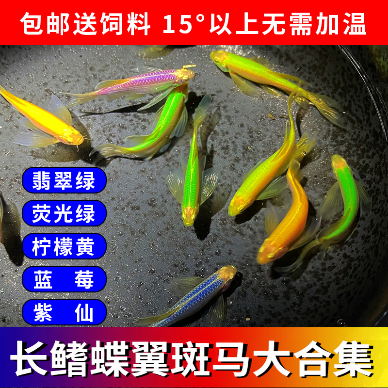 冷水观赏鱼长鳍长尾荧光蝶翼斑马鱼大号好养练手淡水红绿灯科孔雀