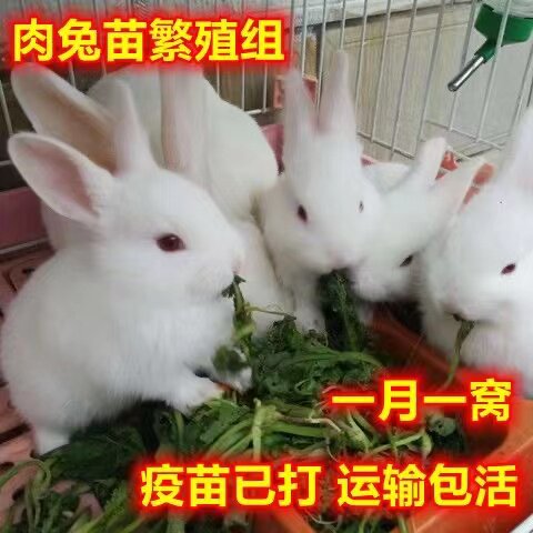 兔子活物公母一对活体宠物家兔活兔肉兔子苗巨型兔子苗家养幼兔苗