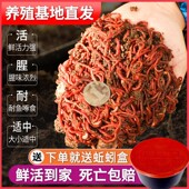 蚯蚓活饵鲜活红虫垂钓鱼饵料鲫鱼鲤鱼野钓黑坑鱼料打窝料鱼食通杀