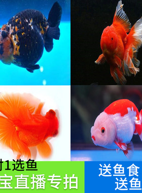 淡水冷水鱼观赏鱼国粹金鱼活体锦鲤鱼苗兰寿猫狮虎头泰狮蝶尾人气