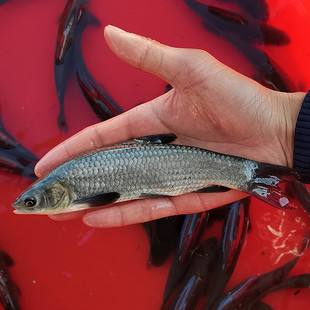 螺蛳青鱼苗淡水养殖食用正宗黑皖青混灰草活体大型小螺丝青鱼鱼苗