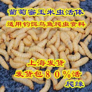 玉米虫 葡萄蜜虫玉米虫 柴虫玉米虫活虫虫子