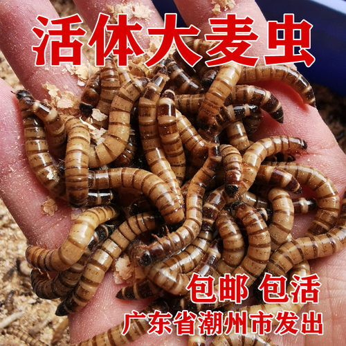 大麦虫活虫鲜活金龙鱼宠物鸟刺猬仓鼠爬虫黄粉虫活体饲料包邮
