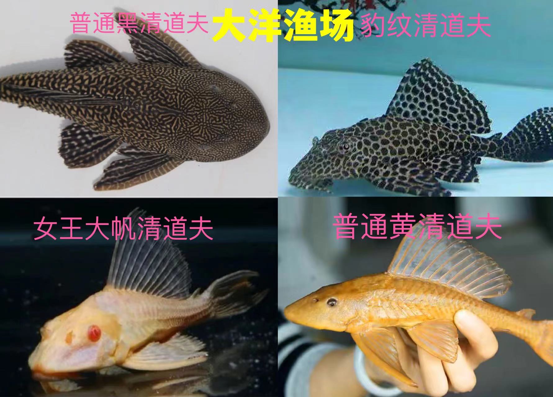鱼场直销清道夫女王豹纹清洁工大型活体垃圾热带鱼除藻淡水观赏鱼