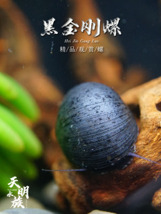 包邮黑金刚螺 观赏螺 除藻螺 军帽螺 工具螺 大号媲美鲍鱼螺 活体