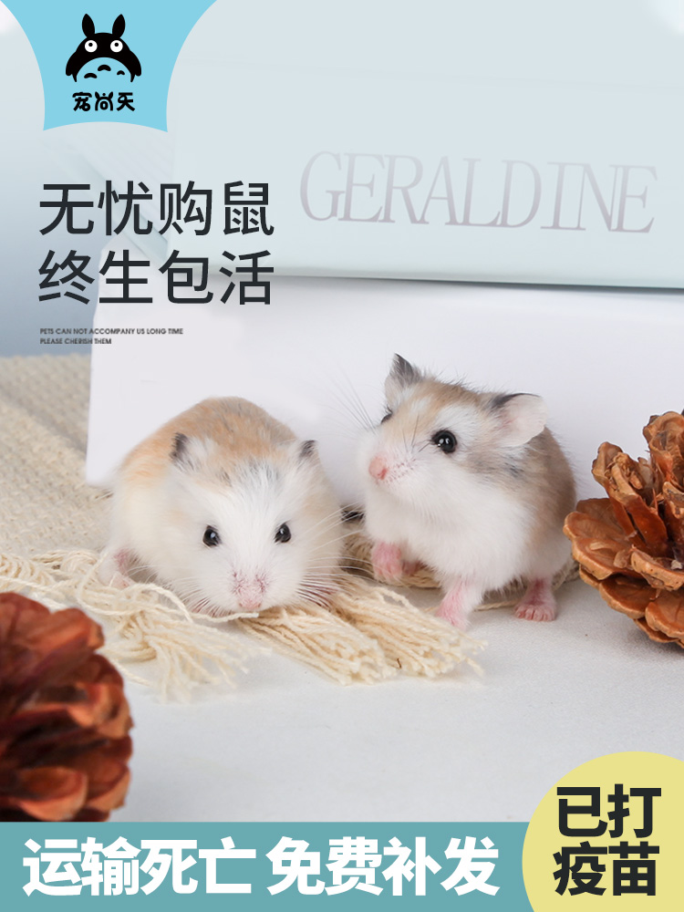 宠尚天仓鼠活物已打疫苗金丝熊鼠活体宠物送笼子包活套餐情侣一对
