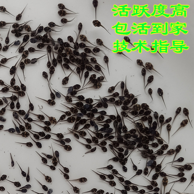 蝌蚪苗小蝌蚪活体青蛙牛蛙苗四脚供应水族宠物直销包活包技术指导