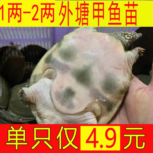养殖专用 2两3两5两6两鲜活小甲鱼苗小 中华鳖苗王八水鱼团鱼苗