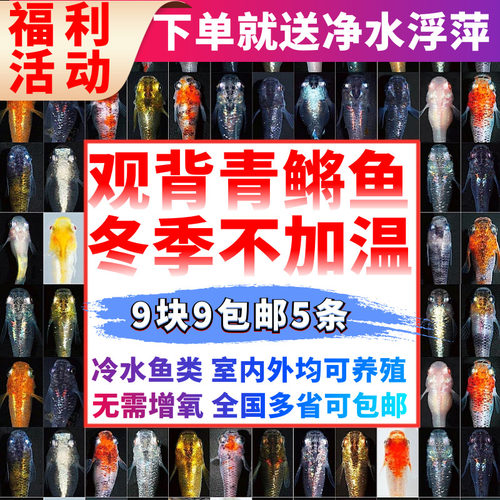 观背青鳉观赏鱼魔法鱼冷水鱼小型锦鲤金鱼淡水鱼不打氧好养活体 - 封面
