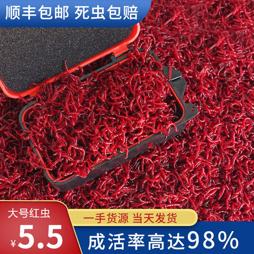 鲜活红虫活饵包邮喂鱼拉饵特大号公虫活体垂钓打窝蚯蚓鲫鱼鱼饵